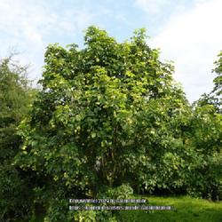 Location: Howick Hall gardens, Northumberland, England UK 
Date: 2019-07-30
Staphylea pinnata