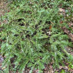 Location: Chevy Chase, MD
Date: 2024-01-25
Cephalotaxus harringtonii 'Prostrata' in winter