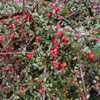 Cotoneaster x suecicus 'Coral Beauty' with berries in January