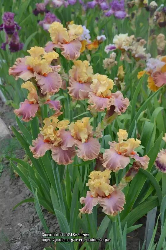 Photo of Tall Bearded Iris (Iris 'Glamazon') uploaded by Serjio