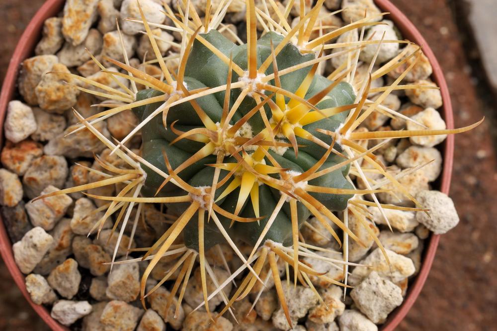 Photo of Cedros Island Barrel Cactus (Ferocactus chrysacanthus) uploaded by Baja_Costero