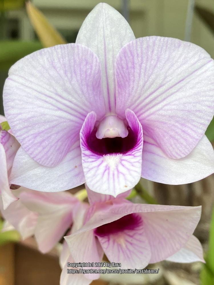 Photo of Orchid (Dendrobium) uploaded by terrafirma