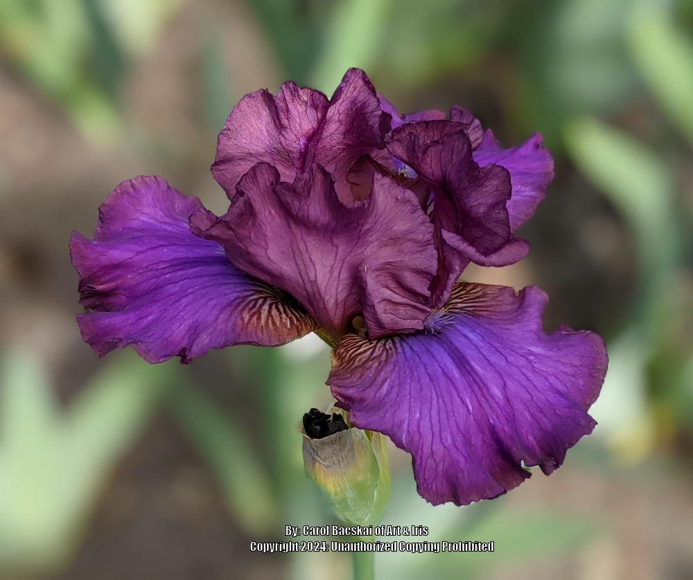 Photo of Intermediate Bearded Iris (Iris 'Candy Rock') uploaded by Artsee1