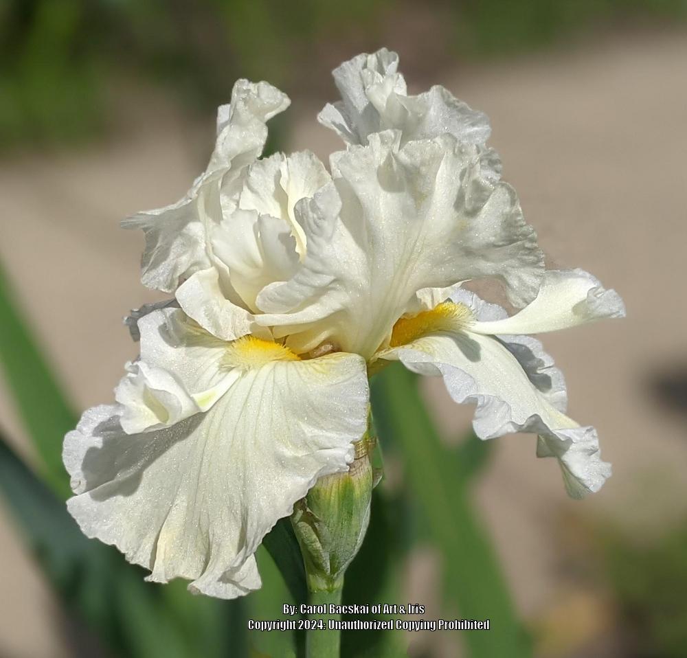 Photo of Tall Bearded Iris (Iris 'California Dreamin') uploaded by Artsee1