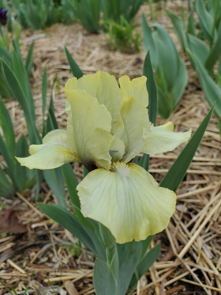 Photo of Standard Dwarf Bearded Iris (Iris 'Limesicle') uploaded by PrairieGirl_11