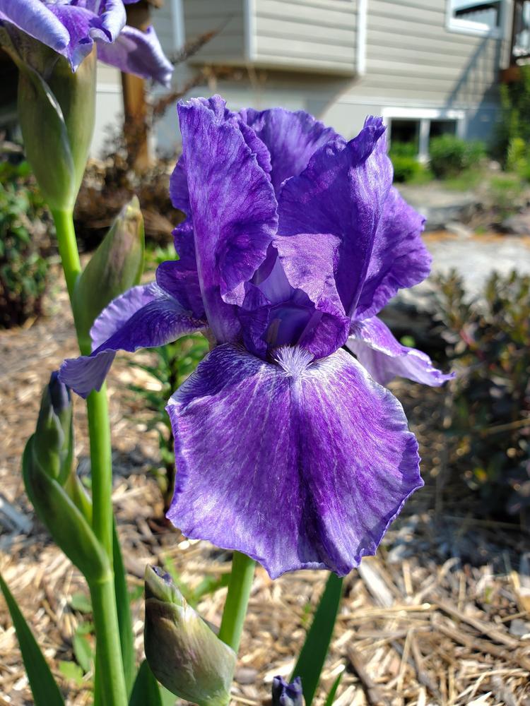 Photo of Intermediate Bearded Iris (Iris 'Eramosa Stone Washed') uploaded by PrairieGirl_11