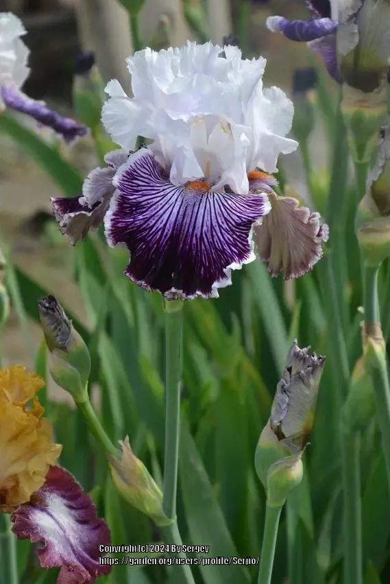 Photo of Tall Bearded Iris (Iris 'Gussied Up') uploaded by Serjio