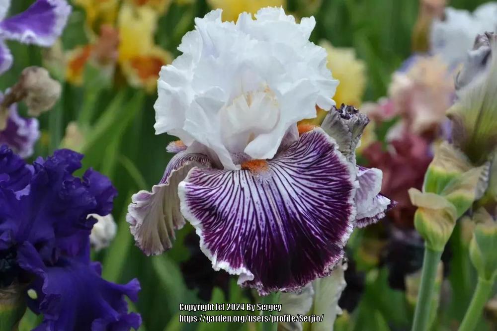 Photo of Tall Bearded Iris (Iris 'Gussied Up') uploaded by Serjio