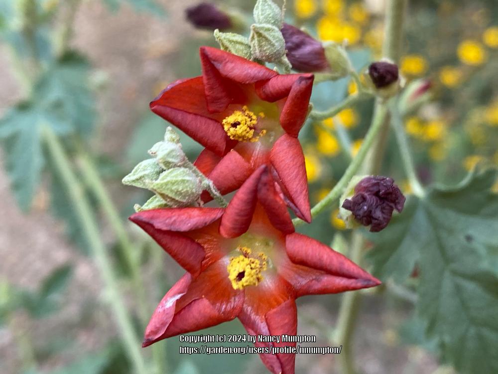 Photo of Desert Globemallow (Sphaeralcea ambigua) uploaded by nmumpton