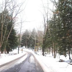 Location: Birdsboro, Pennsylvania
Date: 2024-01-18
the evergreen trees along Park Rd at French Creek State Park