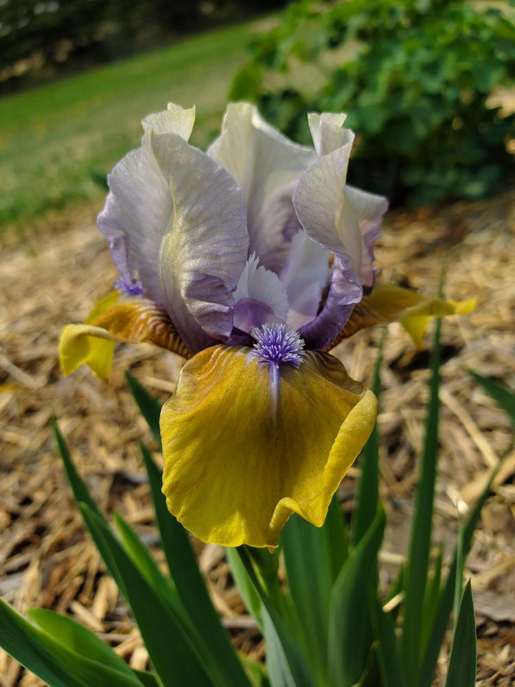 Photo of Standard Dwarf Bearded Iris (Iris 'Blue Hat Boy') uploaded by PrairieGirl_11