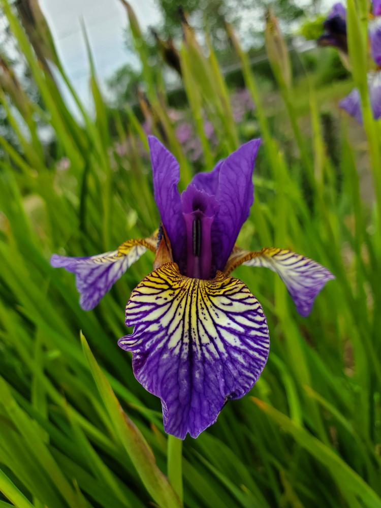 Photo of Siberian Iris (Iris 'Shaker's Prayer') uploaded by PrairieGirl_11
