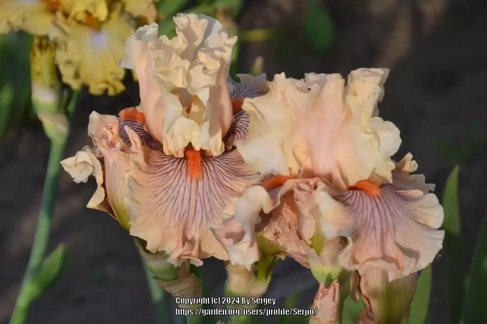 Photo of Tall Bearded Iris (Iris 'Escape from Boredom') uploaded by Serjio