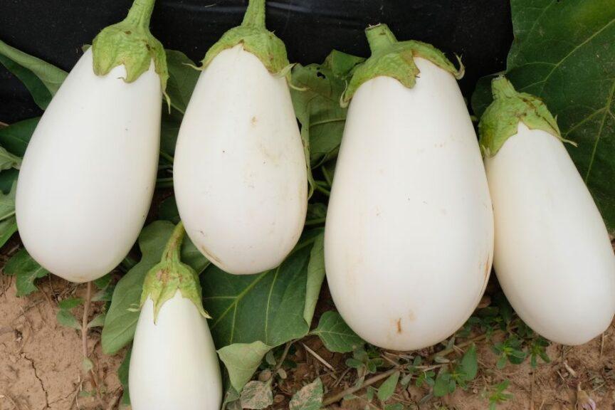 Photo of Eggplant (Solanum melongena 'Ghost Story') uploaded by farmerdill