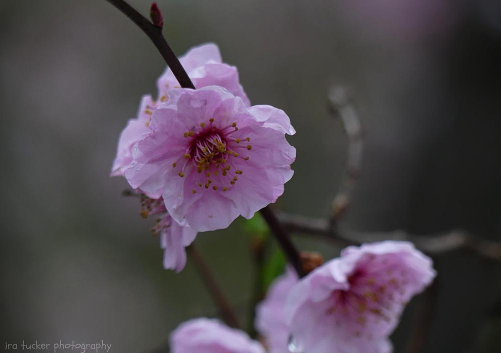 Photo of Blireana Plum (Prunus x blireiana) uploaded by drirastucker