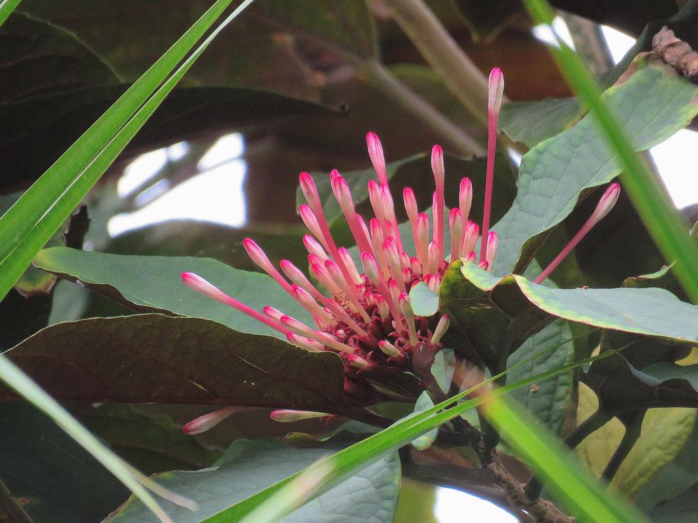 Photo of Shooting Star (Clerodendrum quadriloculare) uploaded by plantladylin