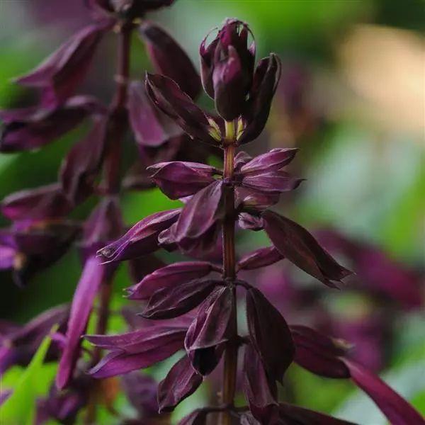 Photo of Salvia (Salvia splendens 'Lighthouse Purple') uploaded by Joy