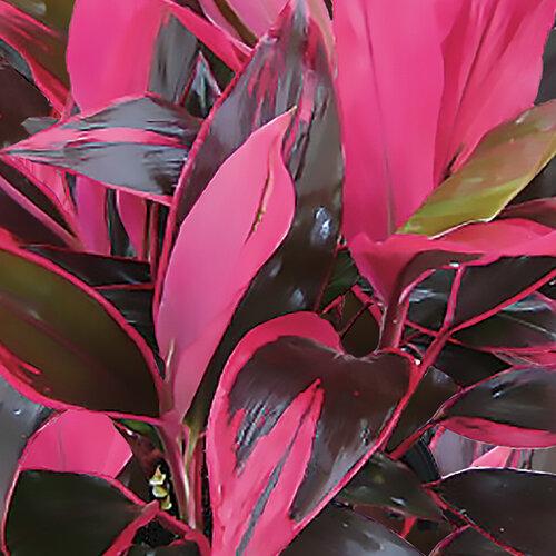 Photo of Ti Plant (Cordyline fruticosa 'Red Sister') uploaded by Joy