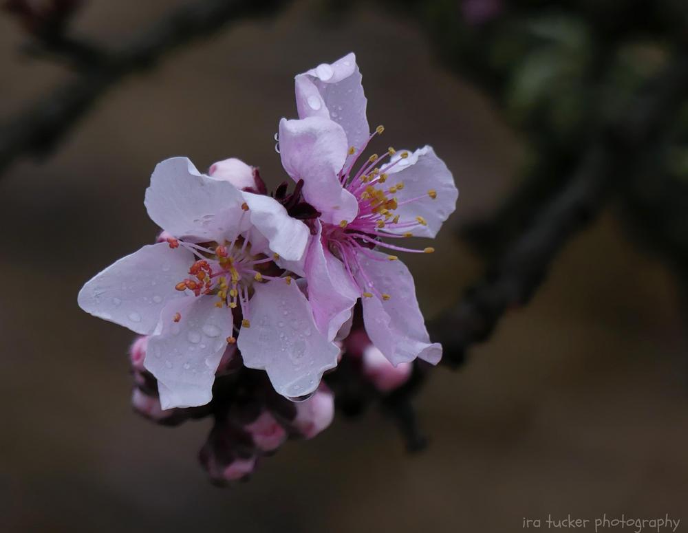 Photo of Ornamental Peach (Prunus persica 'Bonfire') uploaded by drirastucker