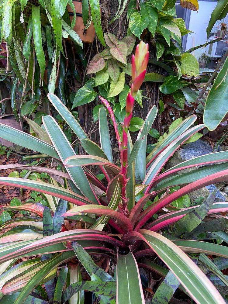 Photo of Bromeliad (Vriesea 'RoRo') uploaded by sunkissed