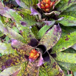 Location: Winter Springs, FL zone 9b
Date: 2024-01-25
Aechmea of the Orlandiana Group