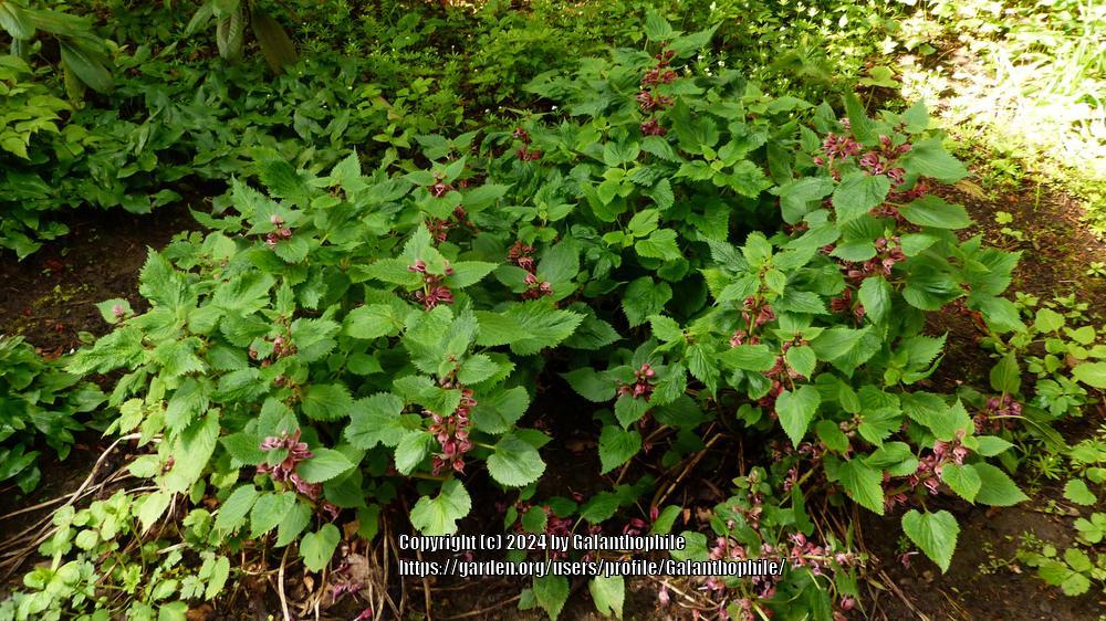 Photo of Balm-Leaved Red Deadnettle (Lamium orvala) uploaded by Galanthophile
