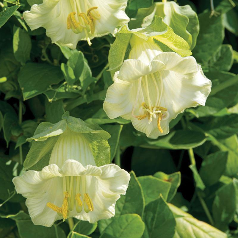 Photo of Cup and Saucer Vine (Cobaea scandens 'Alba') uploaded by Joy