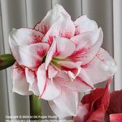 Amaryllis (Hippeastrum 'Elvas') - 1st of 5 Blooms