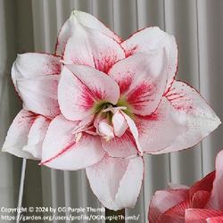 
Date: 2024-01-31
Amaryllis (Hippeastrum 'Elvas') - 1st of 5 Blooms