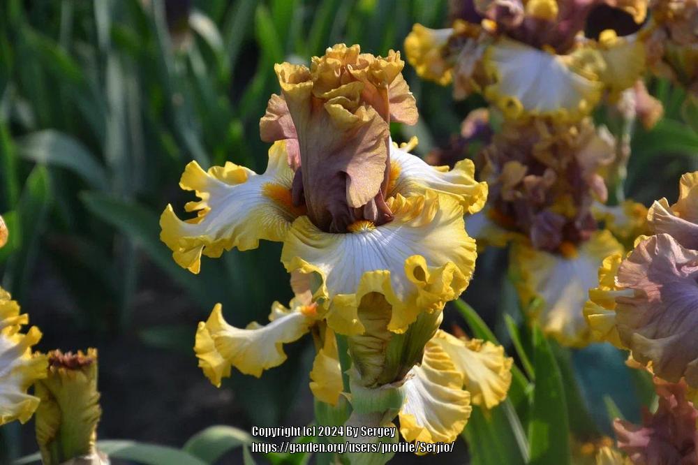 Photo of Tall Bearded Iris (Iris 'Mood Ring') uploaded by Serjio