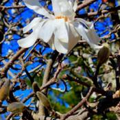 magnolia star # 151 nn; LHB p. 415, 74-1-1, "Named for Pierre Mag