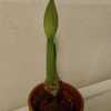 2024 bulb Hippeastrum double record in flower bud