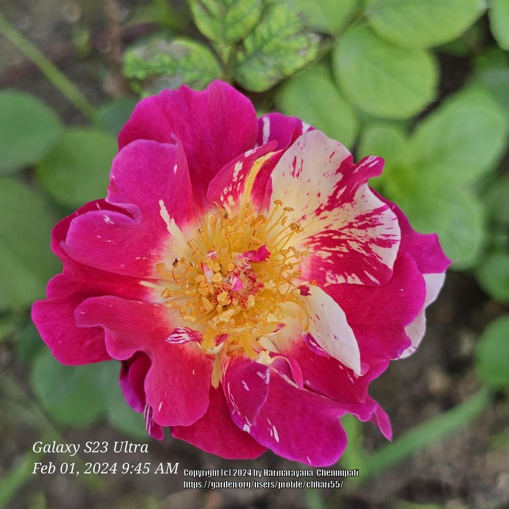 Photo of Roses (Rosa) uploaded by chhari55