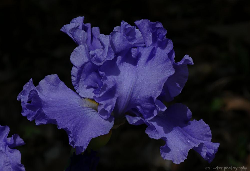 Photo of Tall Bearded Iris (Iris 'Pure Sapphire') uploaded by drirastucker