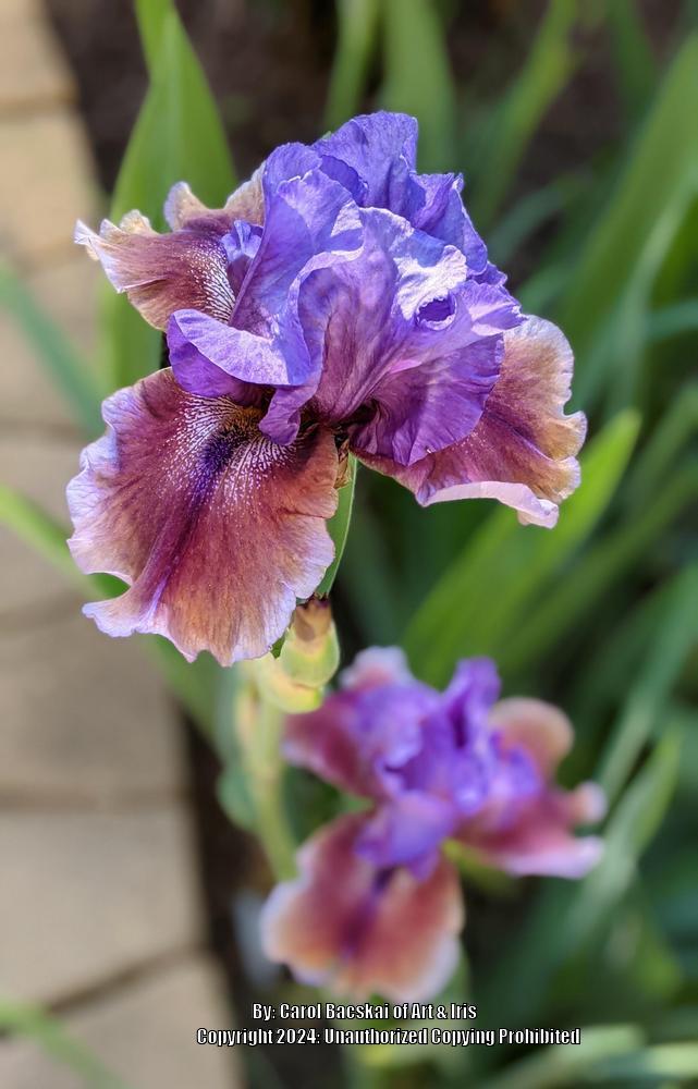 Photo of Tall Bearded Iris (Iris 'Comic Opera') uploaded by Artsee1