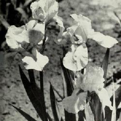 Location: Image from 1954 Longfield Iris catalog