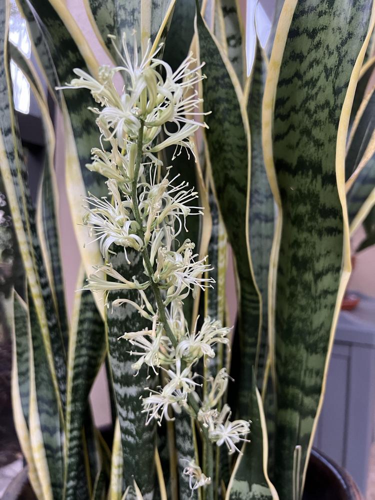 Photo of Mother-in-law's tongue (Dracaena trifasciata 'Laurentii') uploaded by Floridian