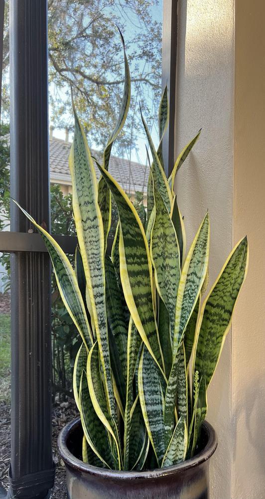 Photo of Mother-in-law's tongue (Dracaena trifasciata 'Laurentii') uploaded by Floridian