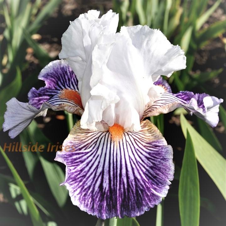 Photo of Border Bearded Iris (Iris 'Crow's Feet') uploaded by cashe56