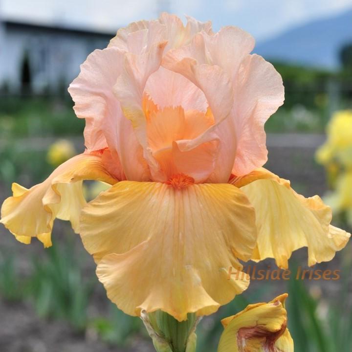 Photo of Tall Bearded Iris (Iris 'Early To Rise') uploaded by cashe56