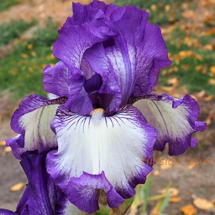 Photo of Tall Bearded Iris (Iris 'Bountiful Harvest') uploaded by cashe56