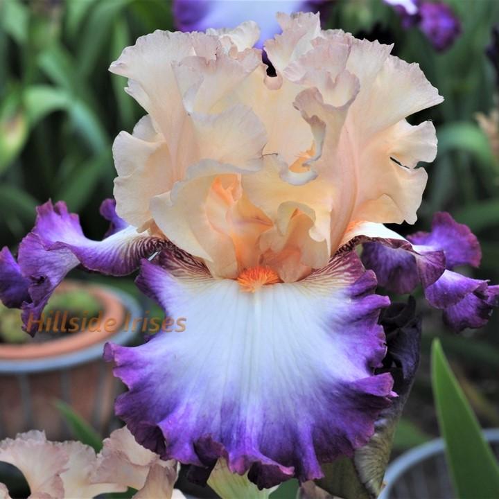 Photo of Tall Bearded Iris (Iris 'Brouhaha') uploaded by cashe56