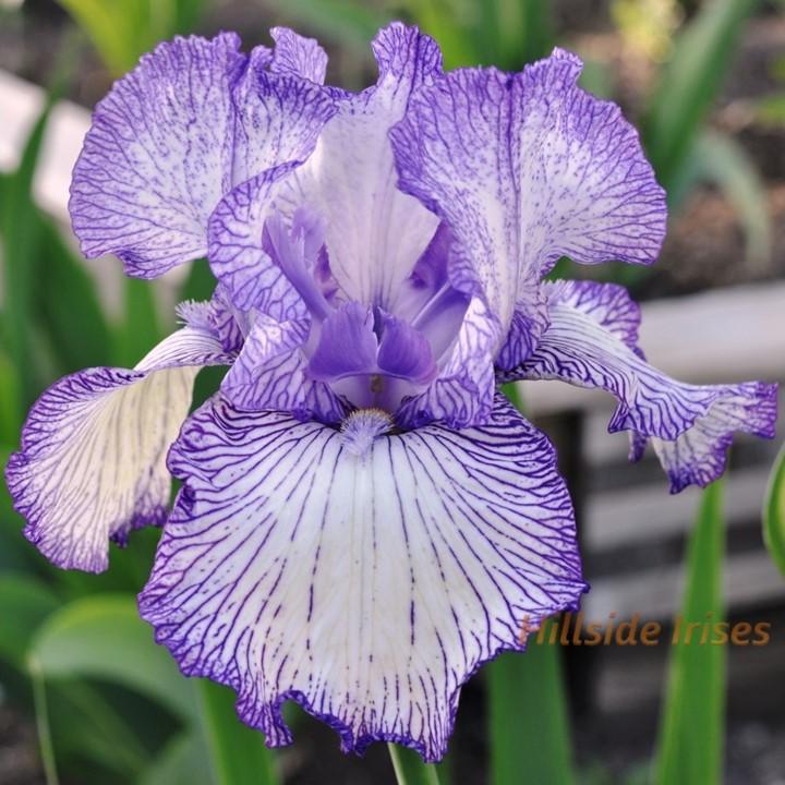 Photo of Tall Bearded Iris (Iris 'Autumn Circus') uploaded by cashe56