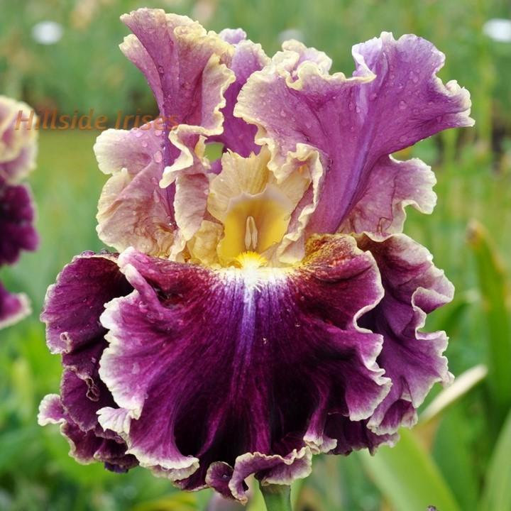 Photo of Tall Bearded Iris (Iris 'Montmartre') uploaded by cashe56