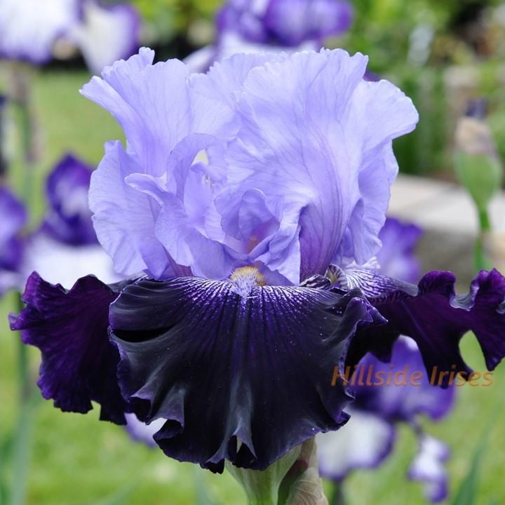 Photo of Tall Bearded Iris (Iris 'Visual Intrigue') uploaded by cashe56