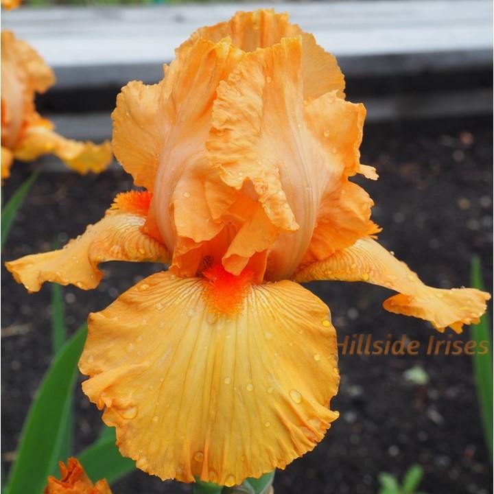Photo of Border Bearded Iris (Iris 'Maid of Orange') uploaded by cashe56