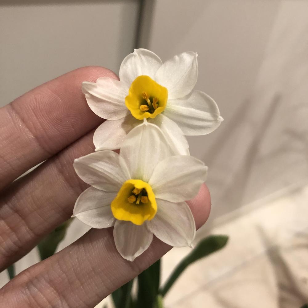 Photo of Tazetta Daffodil (Narcissus 'Minnow') uploaded by sedumzz