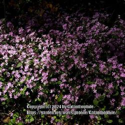Location: Howick Hall gardens, Northumberland, England UK 
Date: 2020-06-01
Claytonia sibirica