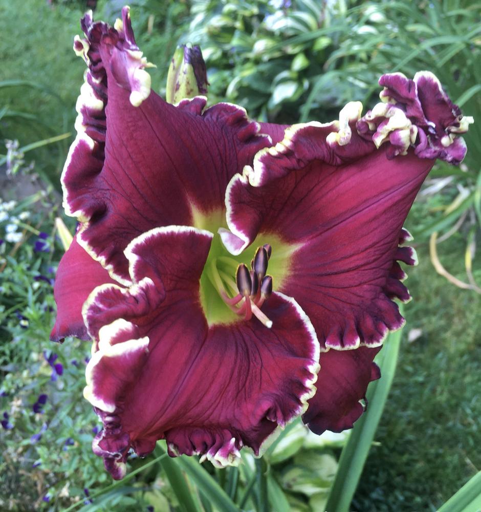 Photo of Daylily (Hemerocallis 'Vision of Things to Come') uploaded by Hemlass