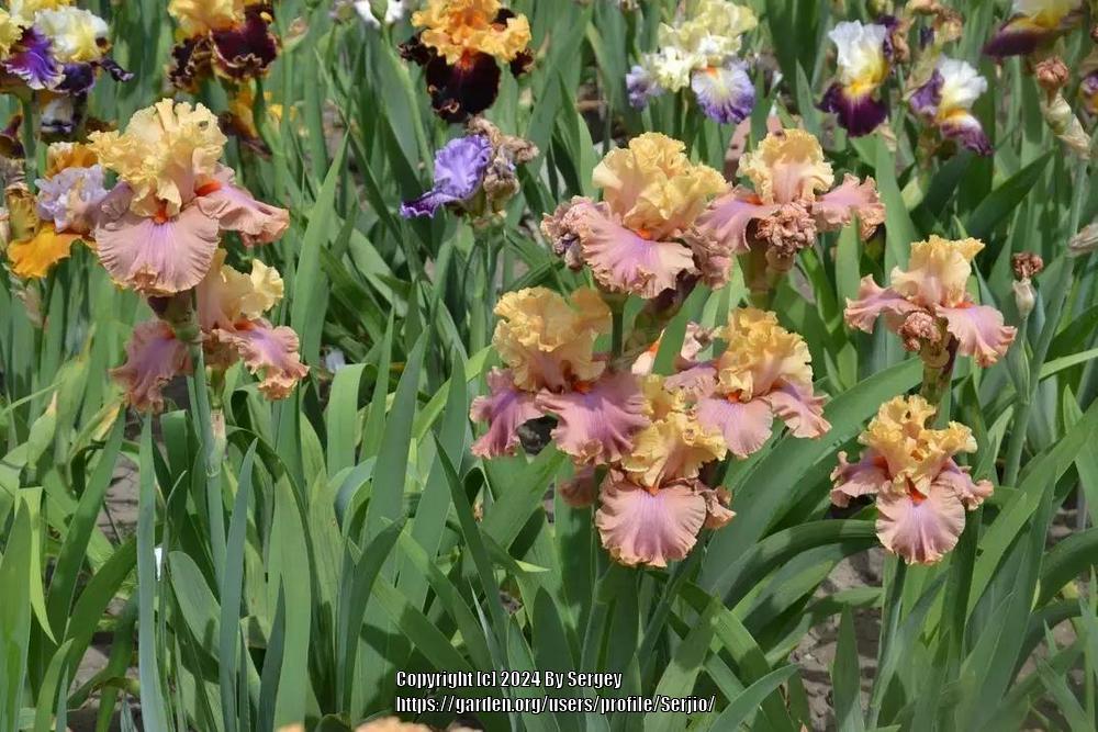Photo of Tall Bearded Iris (Iris 'Glamazon') uploaded by Serjio